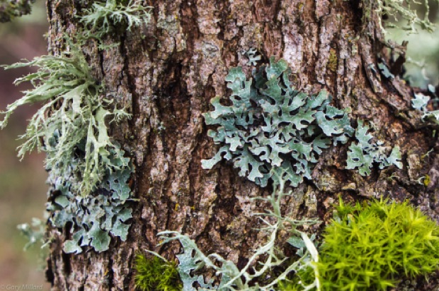 Moss & Lichen on Tree Bark
Tualitin Wildlife Refuge
Oregon